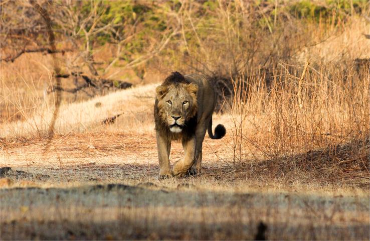 Wildlife sanctuary gujarat